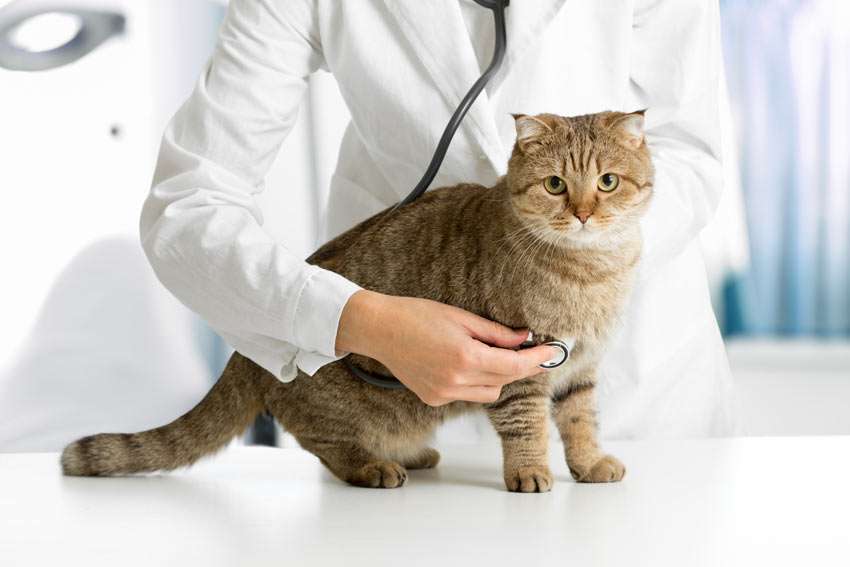Cat-Cat_Guide-A_lovely_young_cat_having_a_routine_check_up_at_the_vets vet cat