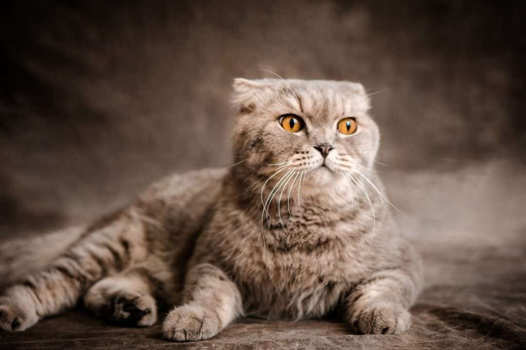 Scottish Fold cat with folded ears sitting gracefully, showing its soft fur and calm demeanor.