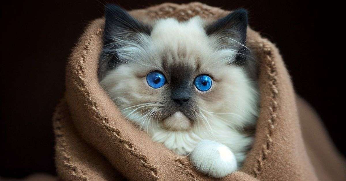 Close-up of a Ragdoll cat with bright blue eyes and distinctive color-point patterns