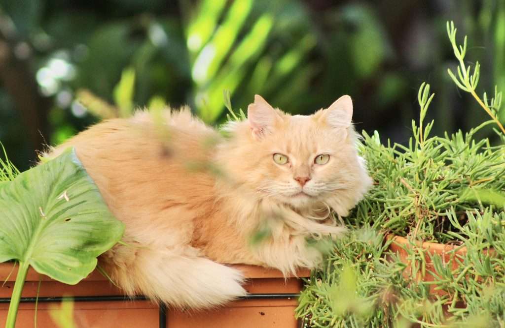 maine coon