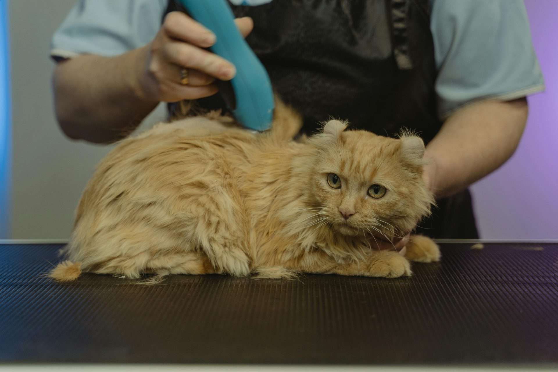 maine-coon-grooming.jpg Maine Coon cat being brushed to maintain its long, silky fur and reduce shedding.
