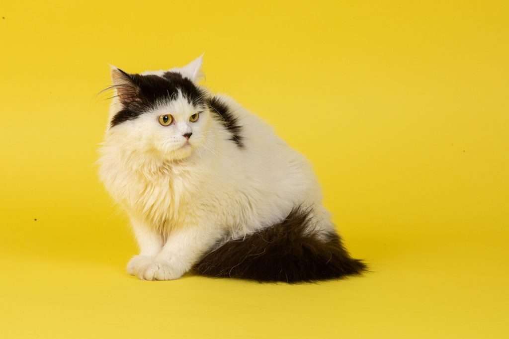 Beautiful Persian cat with long, fluffy fur and a calm demeanor, sitting gracefully in a cozy home environment