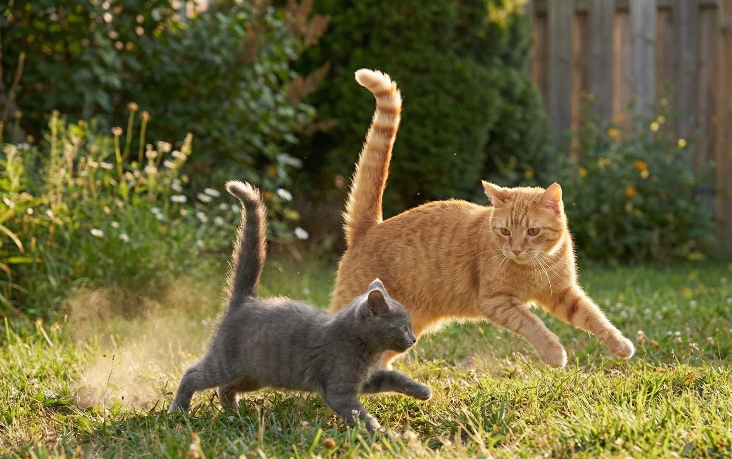 An orange tabby cat with its tail up leaps towards a smaller grey kitten, both playing on a sunlit grassy lawn.